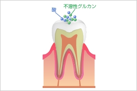 酸を出しさらに菌が増殖する 